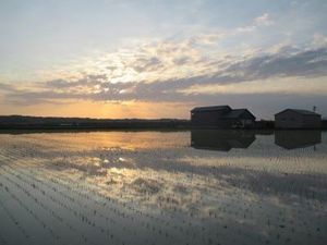 田んぼに反射する風景の写真
